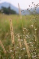 natural grass green field