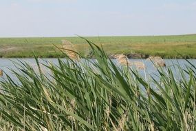 reed grass