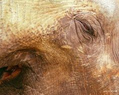 close up photo of skin of african elephant