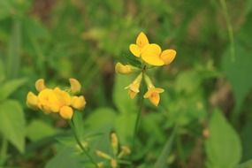 yellow flowers plants in nature