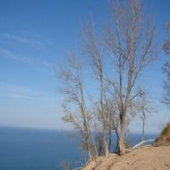trees on a sandy hill in Michegan