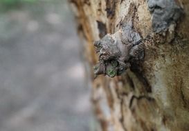 spring wood log