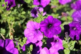 purple petunia flowers in the garden