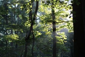 light fall through tree trunks in the forest