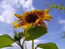 sun flower bright