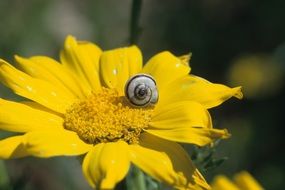 closeup photo of yellow flower in a summer meadow