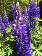 a lot of purple lupine flowers in the garden