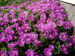 pink flowers on a bush of an ice plant