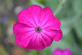 breathtaking pink flower