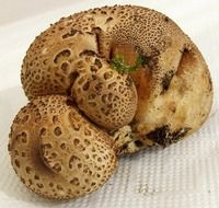 mushroom toxic