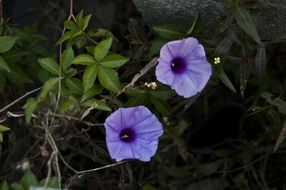 picture of the purple lilac flowers and green leaves