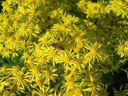 stunning hoverfly flower