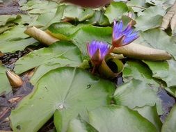 water lily purple