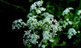 white tiny flowers in the meadow