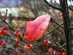 Picture of the red leaves close-up on blurred background