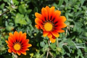 beautiful orange flowers close-up on blurred background