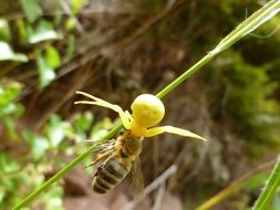 goldenrod crab spider is a floral spider