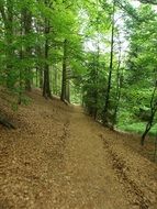 walk path in green forest, Czech, bohemia