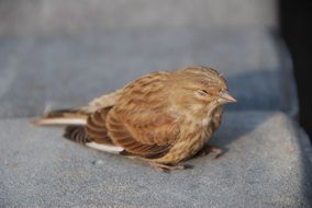 sleepy sparrow bird
