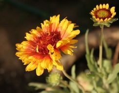 Blooming yellow helianthus and sunflower