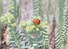 ladybug, coccinella septempunctata on plant