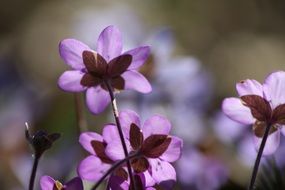 cute hepatica plant