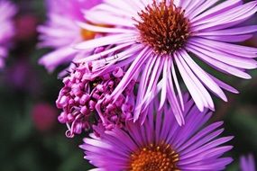 purple flower plant closer view