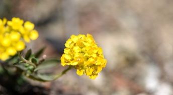 yellow stone herb