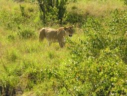 lion in natural habitat on a sunny day