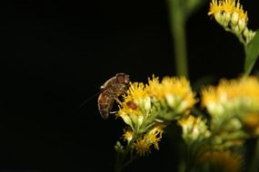 honey bee on yellow flower on black background