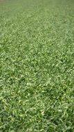 striking green field