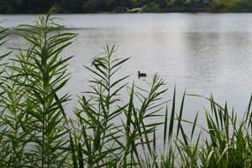 ducks in a clear lake