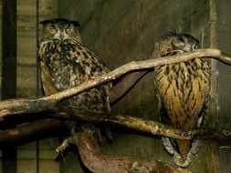 two owls in captivity