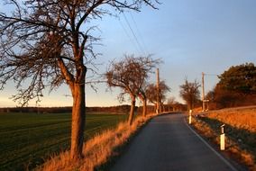row of bare trees on side of road at field