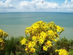 bright yellow flowers by the sea