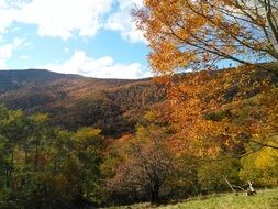 extraordinarily beautiful trees mountain