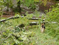 destroyed tree in the forest