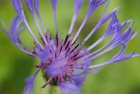 cornflower shrub