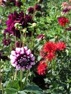 purple and red dahlias blooming on flower bed