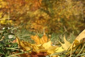 golden forest floor