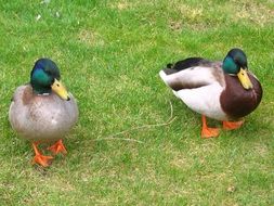 two colorful ducks on green grass