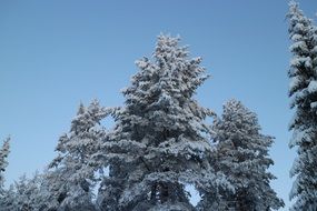 trees in the snow on a sunny winter day