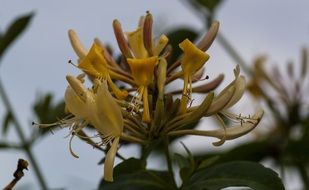 Yellow honeysuckle flowers