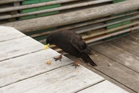 black crow stands on wooden planks