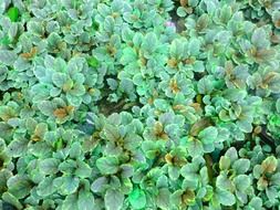 the ground is covered with green leaves