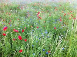 early summer meadow