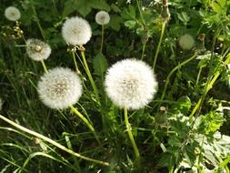 white fluffy dandelions in the backyard