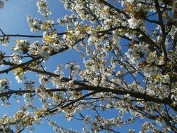 seasonal cherry blossom