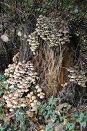 congestion of seasonal tree mushrooms