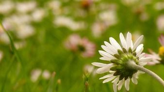 Colorful daisies on the green meadow